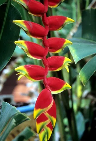 گیاه خرچنگی آویزان (Hanging Lobster Claw) نام علمی: (Heliconia rostrate)