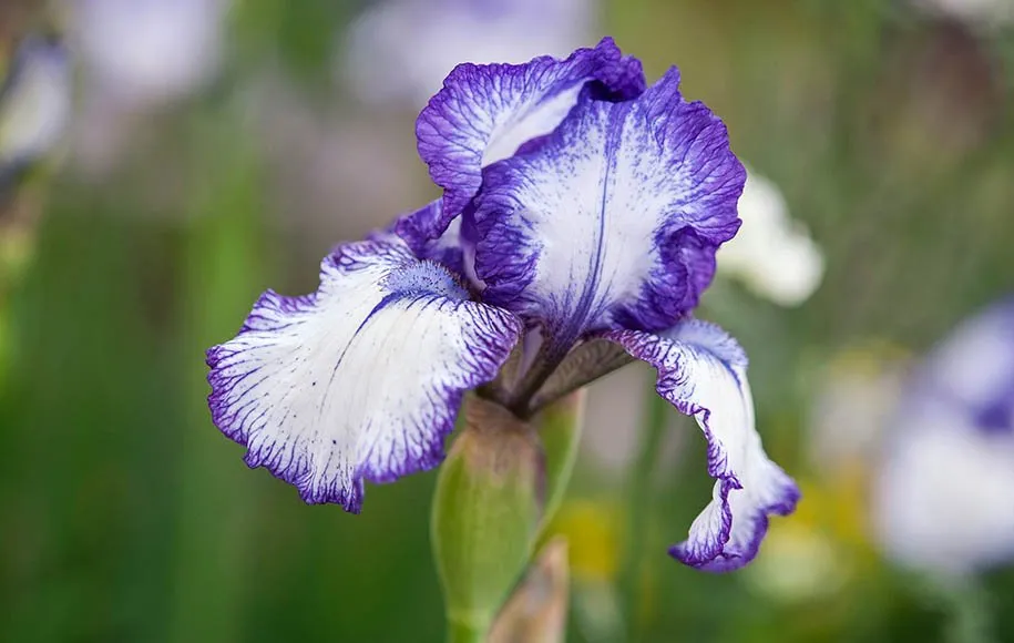 گلهای زیبای بهاری که میتوان در گلدان وباغچه کاشتBeautiful spring flowers that can be planted in pots and gardens مجموعه تولیدی سیدوس ,تولید کننده گلدان پلاستیکی سیدوس ,بیش از 120نوع, اعم از گلدان استوانه ای پلاستیکی سیدوس,گلدان الماسی پلاستیکی سیدوس,گلدان مربعی پلاستیکی,گلدان مثلثی پلاستیکی,گلدان گرد پلاستیکی ,باکس مستطیلی,در اندازه های کاکتوسی تا درختچه ای