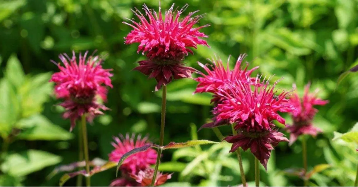 گل ترنج وحشی یا موناردا (Monarda didyma)نام علمی: (Monarda didyma)