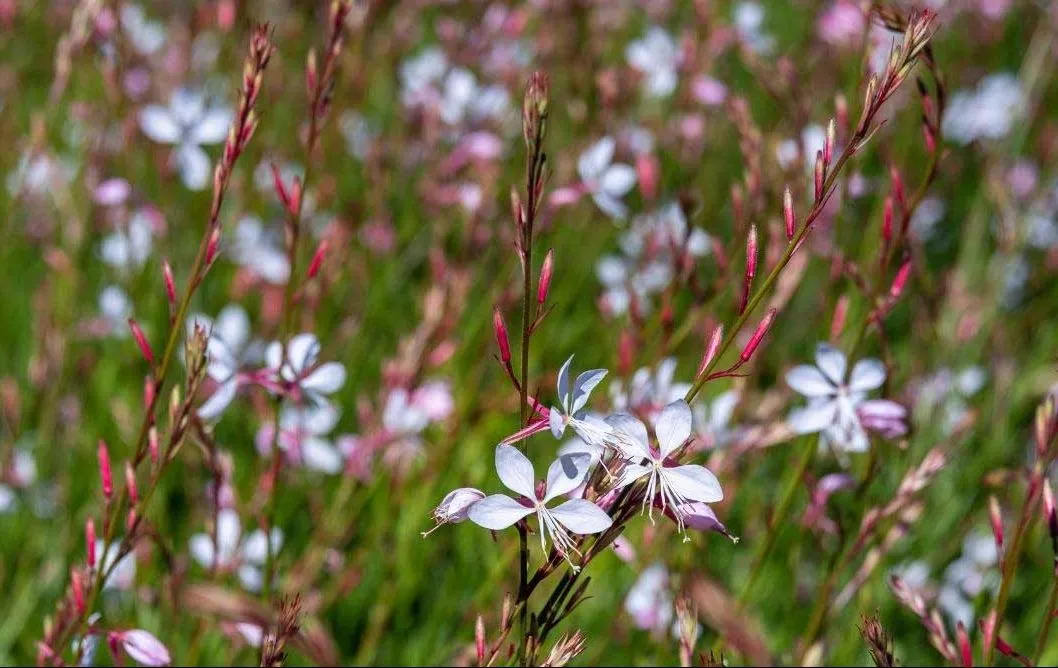 گل پروانه / گل زنبور / گل بیبلاسوم (Beeblossom)نام علمی: (Gaura lindheimeri)