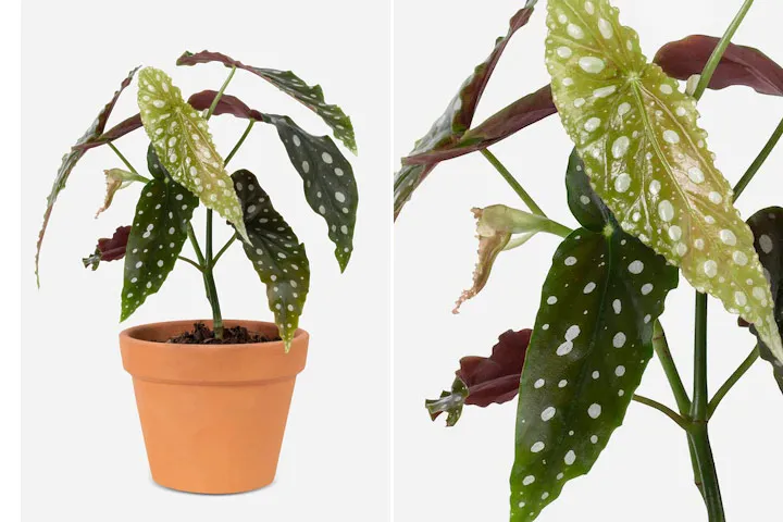 گیاه مناسب دستشویی تاریک و حمامA plant suitable for dark toilets and bathrooms مجموعه تولیدی سیدوس ,تولید کننده گلدان پلاستیکی سیدوس ,بیش از 120نوع, اعم از گلدان استوانه ای پلاستیکی سیدوس,گلدان الماسی پلاستیکی سیدوس,گلدان مربعی پلاستیکی,گلدان مثلثی پلاستیکی,گلدان گرد پلاستیکی ,باکس مستطیلی,در اندازه های کاکتوسی تا درختچه ای