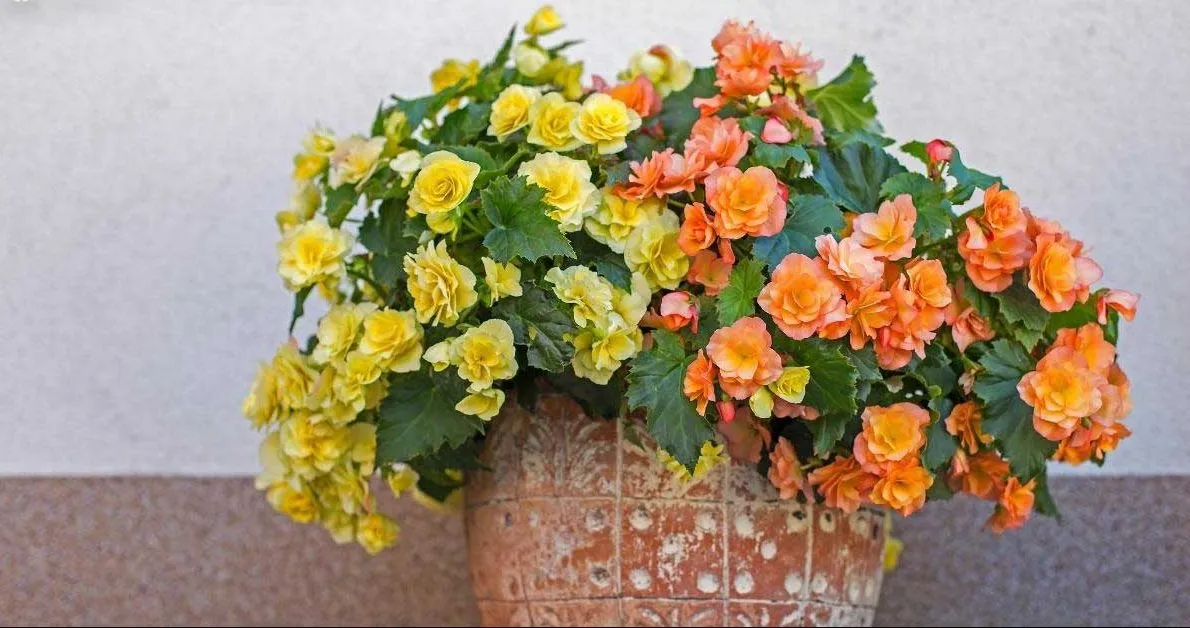 گل رز بگونیا (Begonia)نام علمی: (Begonias tuberhybrida)