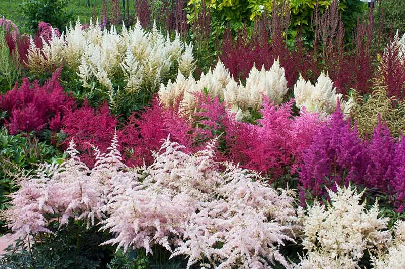 گل های بهاری وتابستانی مناسب باغچه (37گونه)Spring and summer flowers suitable for the garden (37 (species) مجموعه تولیدی سیدوس , تولید کننده گلدان های پلاستیکی سیدوس