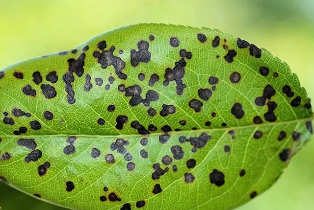 گل پیرومیا Ripple گل قاشقی Pepromia , Pepromia Caperata مجموعه تولیدی سیدوس تولید کننده گلدان پلاستیکی سیدوس