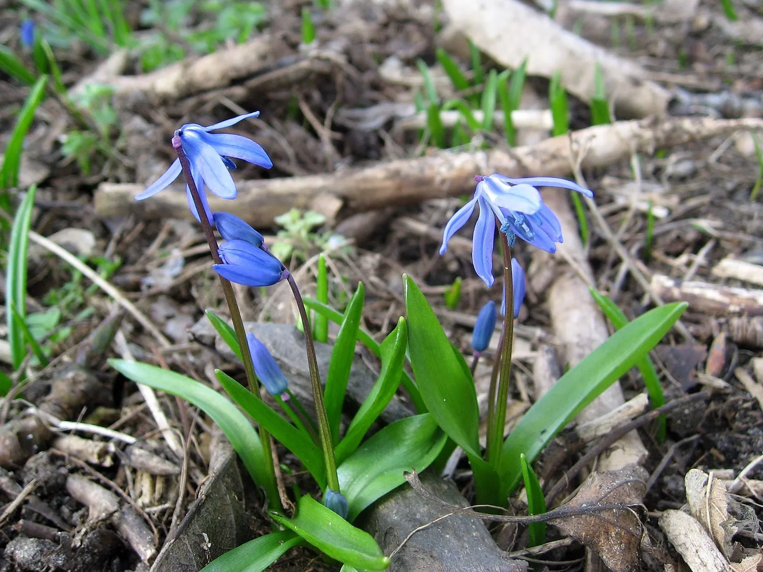 Scilla peruvianaگل نجم آبی مجموعه تولیدی سیدوس,تولید کننده گلدان های پلاستیکی سیدوسَ