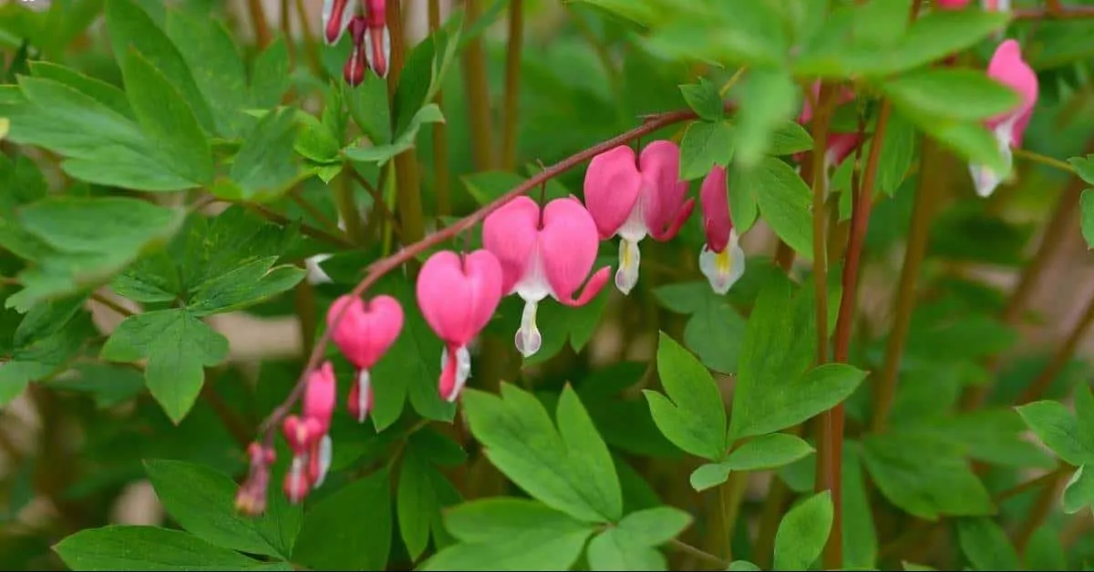 گل دیسنترا یا گل قلب خونین (Bleeding heart)نام علمی: (Dicentra spwctabilis)