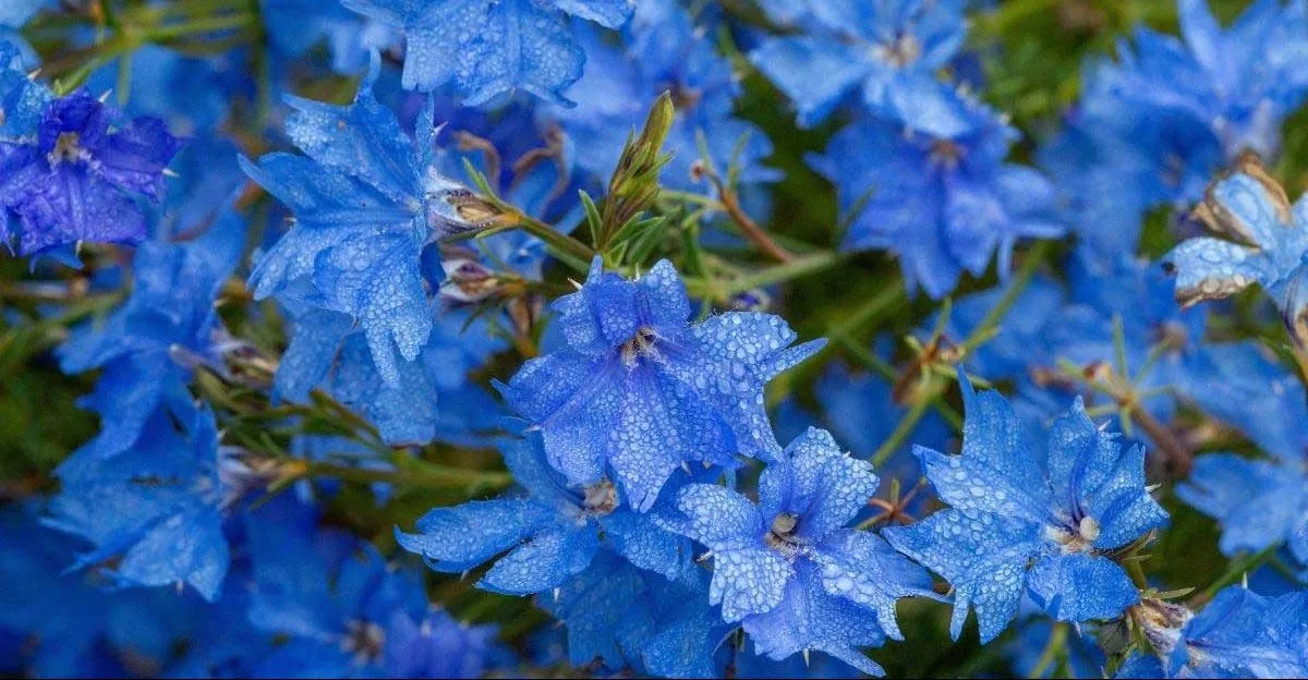 گیاه بیلوبا (Blue Lechenaultia)نام علمی: (Lechenaultia biloba)