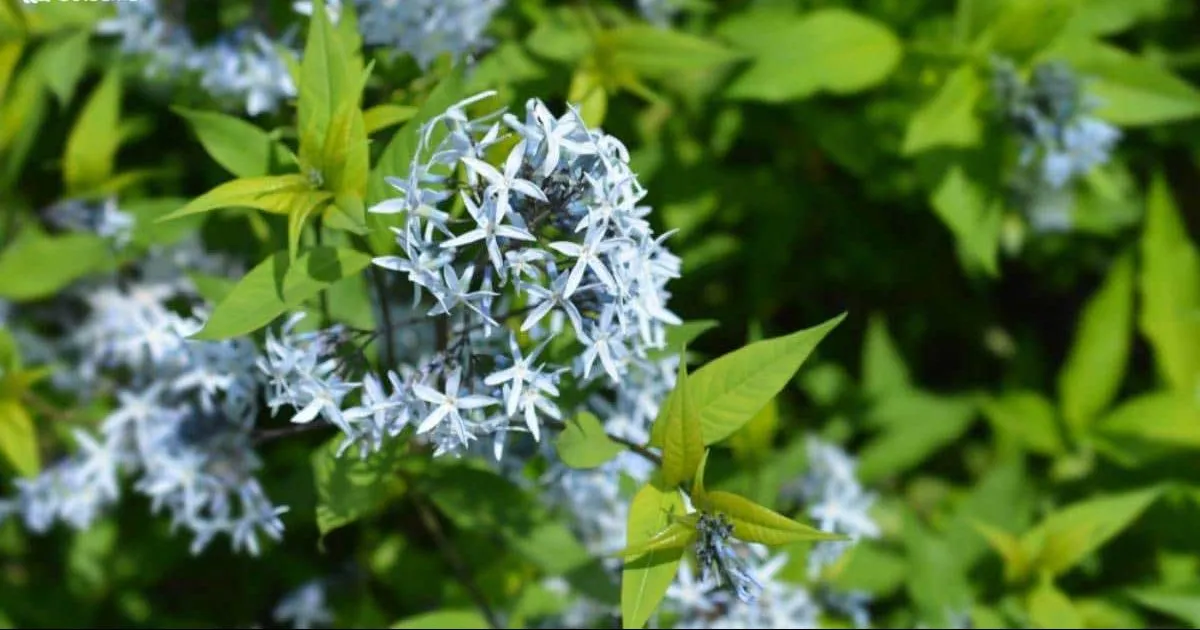 گل اختر آبی یا گیاه آسونیگا (Bluestar)نام علمی: (Amsonia tabernaemontana)