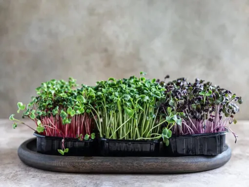 گیاهانی که باید از زیر آبیاری شودPlants that need to be watered from below مجموعه تولیدی سیدوس ,تولید کننده گلدان پلاستیکی سیدوس ,بیش از 120نوع, اعم از گلدان استوانه ای پلاستیکی سیدوس,گلدان الماسی پلاستیکی سیدوس,گلدان مربعی پلاستیکی,گلدان مثلثی پلاستیکی,گلدان گرد پلاستیکی ,باکس مستطیلی,در اندازه های کاکتوسی تا درختچه ای 