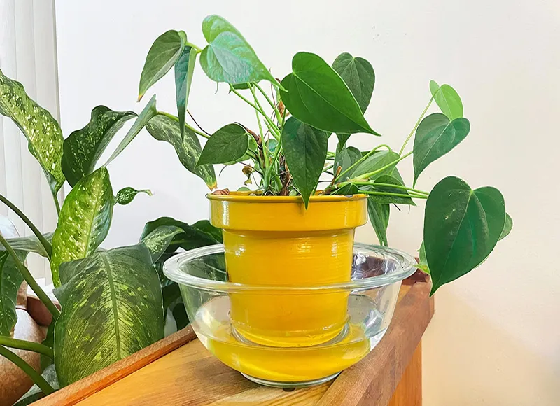 گیاهانی که باید از زیر آبیاری شودPlants that need to be watered from below مجموعه تولیدی سیدوس ,تولید کننده گلدان پلاستیکی سیدوس ,بیش از 120نوع, اعم از گلدان استوانه ای پلاستیکی سیدوس,گلدان الماسی پلاستیکی سیدوس,گلدان مربعی پلاستیکی,گلدان مثلثی پلاستیکی,گلدان گرد پلاستیکی ,باکس مستطیلی,در اندازه های کاکتوسی تا درختچه ای 