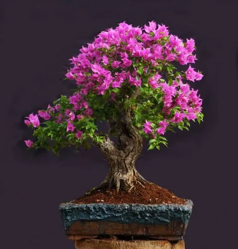 بونسای چیست؟تاریخچه بونسای وانواع آن What is bonsai? History of bonsai and its types مجموعه تولیدی سیدوس ,تولید کننده گلدان پلاستیکی سیدوس ,بیش از 120نوع, اعم از گلدان استوانه ای پلاستیکی سیدوس,گلدان الماسی پلاستیکی سیدوس,گلدان مربعی پلاستیکی,گلدان مثلثی پلاستیکی,گلدان گرد پلاستیکی ,باکس مستطیلی,در اندازه های کاکتوسی تا درختچه ای