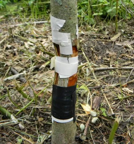 پیوند زدن گیاهان Transplanting plants
مجموعه تولیدی سیدوس ,تولید کننده گلدان پلاستیکی سیدوس ,بیش از 120نوع, اعم از گلدان استوانه ای پلاستیکی سیدوس,گلدان الماسی پلاستیکی سیدوس,گلدان مربعی پلاستیکی,گلدان مثلثی پلاستیکی,گلدان گرد پلاستیکی ,باکس مستطیلی,در اندازه های کاکتوسی تا درختچه ای
