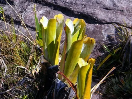 گیاهان گوشتخوار (به انگلیسی: Carnivorous plants )،با فتوسنتز انرژی تولید می‌کنند.مجموعه تولیدی سیدوس ,تولید کننده گلدان پلاستیکی سیدوس ,بیش از 120نوع, اعم از گلدان استوانه ای پلاستیکی سیدوس,گلدان الماسی پلاستیکی سیدوس,گلدان مربعی پلاستیکی,گلدان مثلثی پلاستیکی,گلدان گرد پلاستیکی ,باکس مستطیلی,در اندازه های کاکتوسی تا درختچه ای