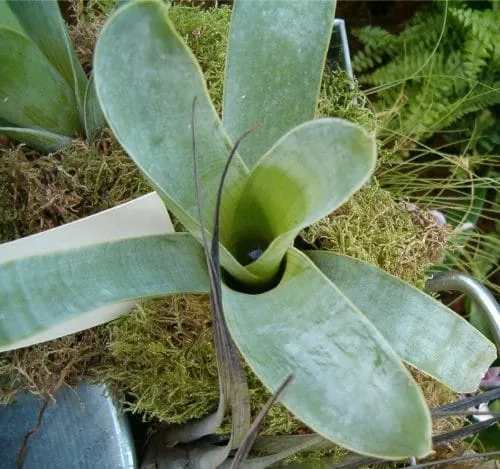 گیاهان گوشتخوار (به انگلیسی: Carnivorous plants )،با فتوسنتز انرژی تولید می‌کنند.مجموعه تولیدی سیدوس ,تولید کننده گلدان پلاستیکی سیدوس ,بیش از 120نوع, اعم از گلدان استوانه ای پلاستیکی سیدوس,گلدان الماسی پلاستیکی سیدوس,گلدان مربعی پلاستیکی,گلدان مثلثی پلاستیکی,گلدان گرد پلاستیکی ,باکس مستطیلی,در اندازه های کاکتوسی تا درختچه ای