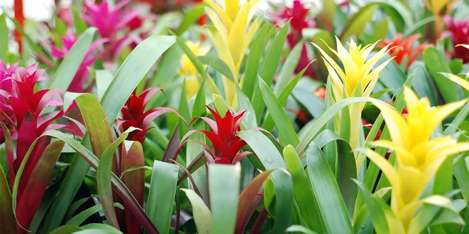 گل گازمانیاGuzmania lingulata
Bromeliadaceae
مجموعه تولیدی سیدوس تولید کننده گلدان پلاستیکی سیدوس