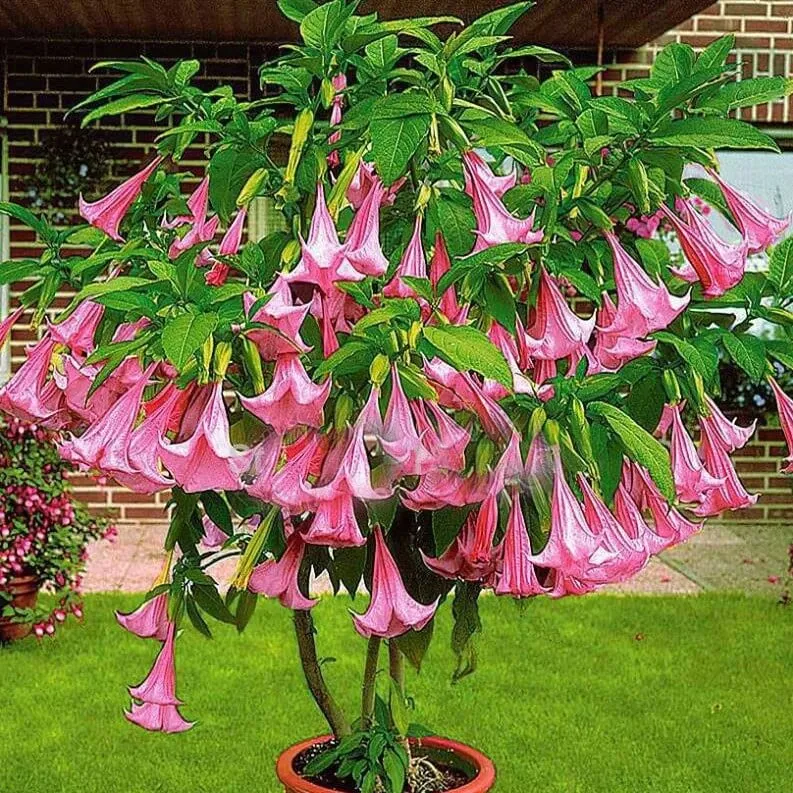 گل ترومپت فرشته برفی (Snowy Angles Trumpet)نام علمی: (Brugmansia suaveolens)