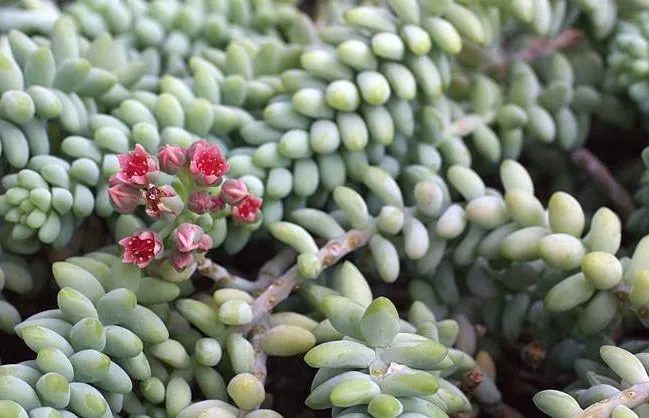 OLYMPUS DIGITAL گل سدوم (گل دم الاغی، گل یخی)SEDUM RUBROTINCTUM CAMERAگلدان پلاستیکی سیدوس multiceps