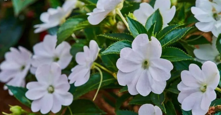 گل حنا (Busy Lizzie) نام علمی: (Impatiens walleriana) مجموعه تولیدی سیدوس تتولید کننده انواع گلدان پلاستیکی سیدوس
