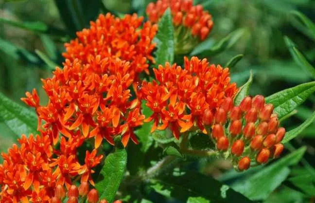 گل علف پروانه یا استبرق، با نام علمی Asclepias tuberosa،مجموعه تولیدی سیدوس ,تولید کننده گلدان پلاستیکی سیدوس