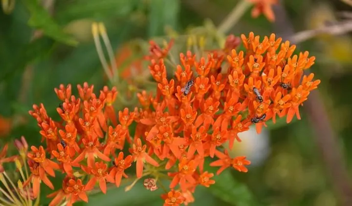 گل علف پروانه یا استبرق، با نام علمی Asclepias tuberosa،مجموعه تولیدی سیدوس ,تولید کننده گلدان پلاستیکی سیدوس