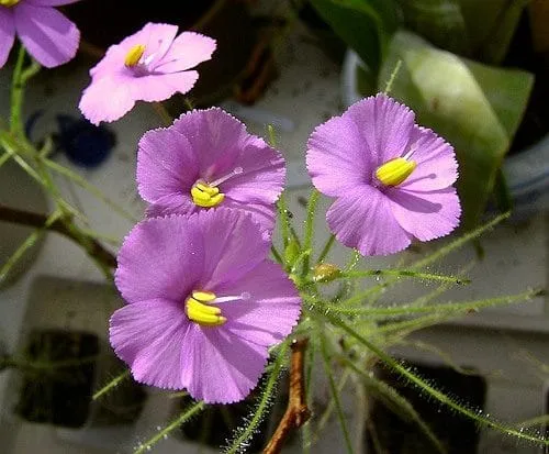 گیاهان گوشتخوار (به انگلیسی: Carnivorous plants )،با فتوسنتز انرژی تولید می‌کنند.مجموعه تولیدی سیدوس ,تولید کننده گلدان پلاستیکی سیدوس ,بیش از 120نوع, اعم از گلدان استوانه ای پلاستیکی سیدوس,گلدان الماسی پلاستیکی سیدوس,گلدان مربعی پلاستیکی,گلدان مثلثی پلاستیکی,گلدان گرد پلاستیکی ,باکس مستطیلی,در اندازه های کاکتوسی تا درختچه ای