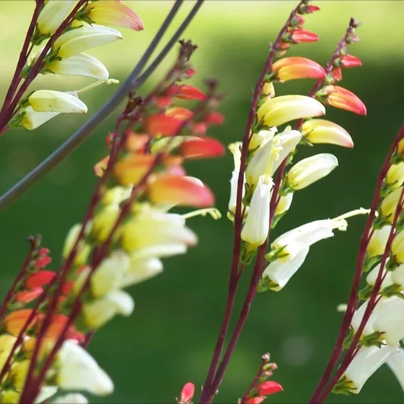 پیچ نیلوفر آتشین (Mini Lobata)نام علمی: (Ipomoea lobate)
