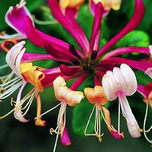 Himalayan honeysuckle,Leycesteria Formosa,پیچ امین الدوله