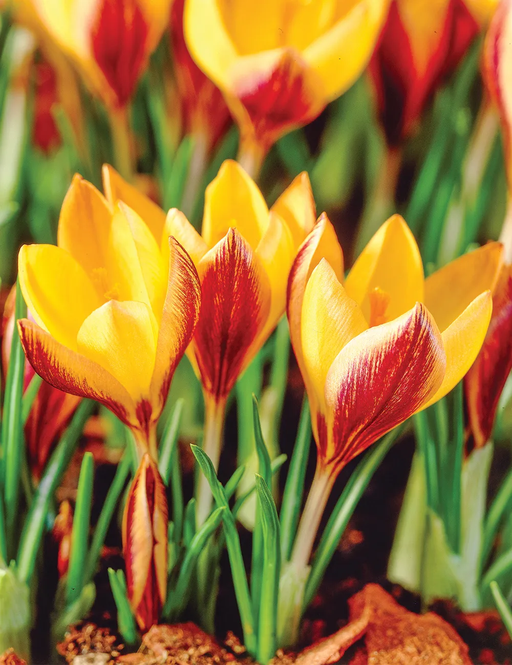 زعفران جامه طلائیCrocus angustifolius مجموعه تولیدی سیدوس,تتولید کننده گلدان پلاستیکی سیدوس,