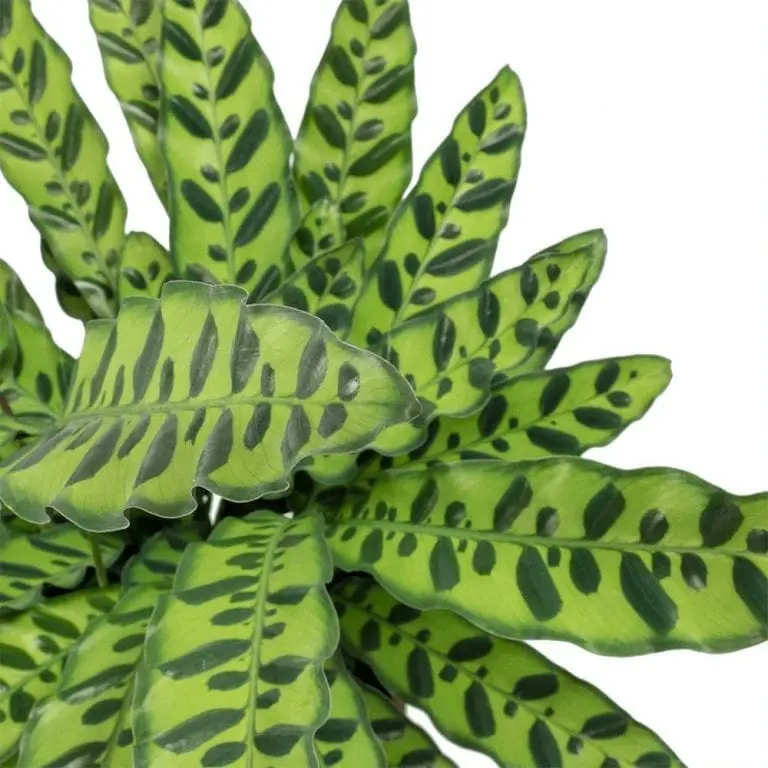  گیاه کالاتیا لانسیفولیا یا گیاهان مار زنگی (Calathea lancifolia)مجموعه تولیدی سیدوس تولید کننده گلدان پلاستیکی سیدوس