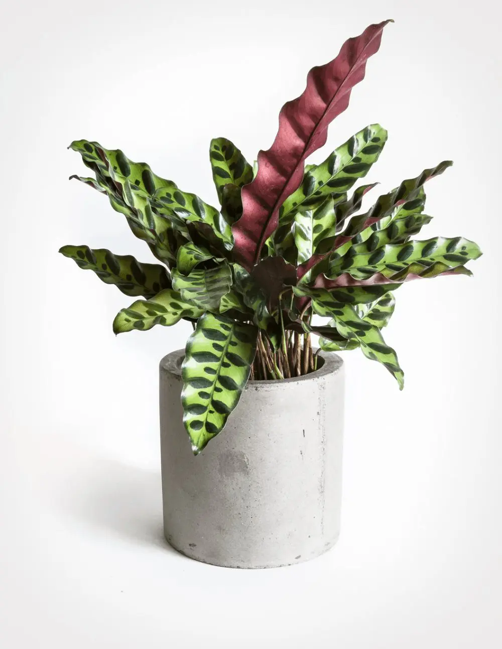 گیاه کالاتیا لانسیفولیا یا گیاهان مار زنگی (Calathea lancifolia)مجموعه تولیدی سیدوس تولید کننده گلدان پلاستیکی سیدوس
