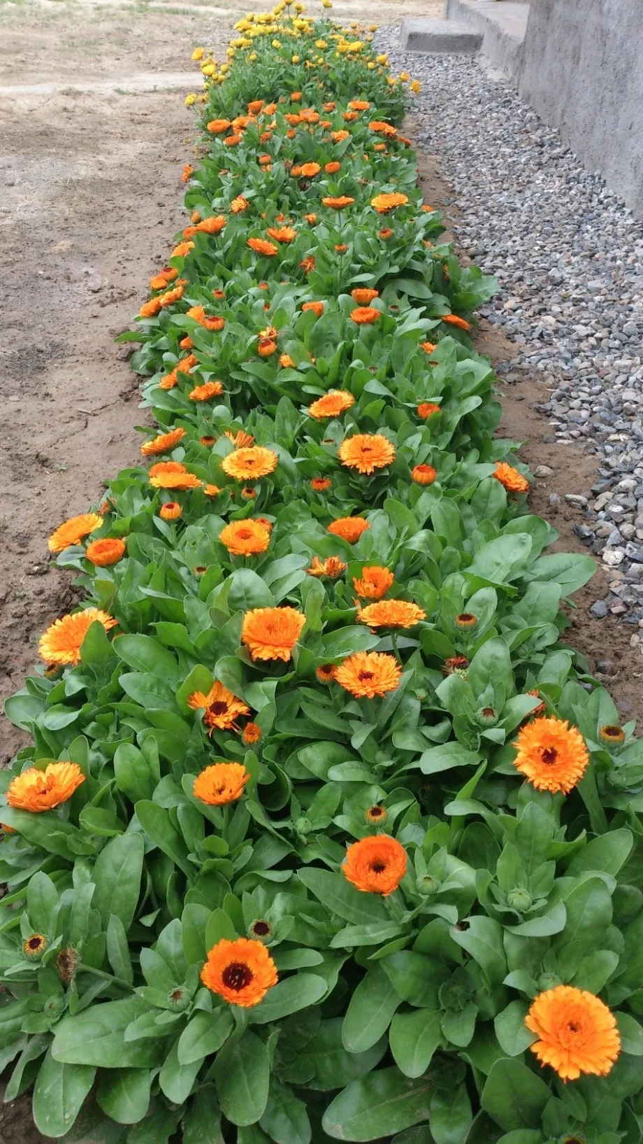 Calendula officinalisگل همیشه بهار مجموعه تولیدی سیدوس تولید کننده گلدان پلاستیکی سیدوس