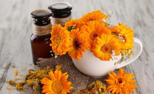 Calendula officinalisگل همیشه بهار مجموعه تولیدی سیدوس تولید کننده گلدان پلاستیکی سیدوس