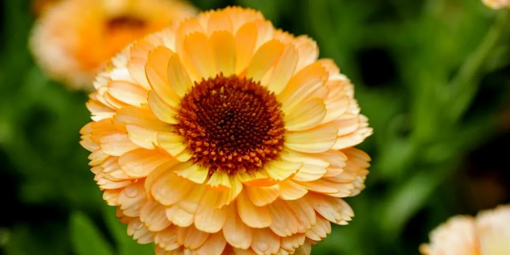 Calendula officinalisگل همیشه بهارمجموعه تولیدی سیدوس تولید کننده گلدان های پلاستیکی رنگی