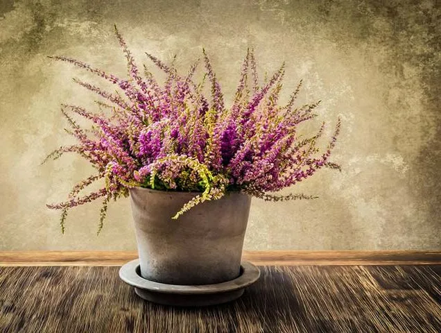 گل علف جارواریکا + کالونا + علف جاروب + خلنگ Calluna vulgaris مجموعه تولیدی سیدوس ,تتولید کننده گلدان های پلاستیکی سیدوس
