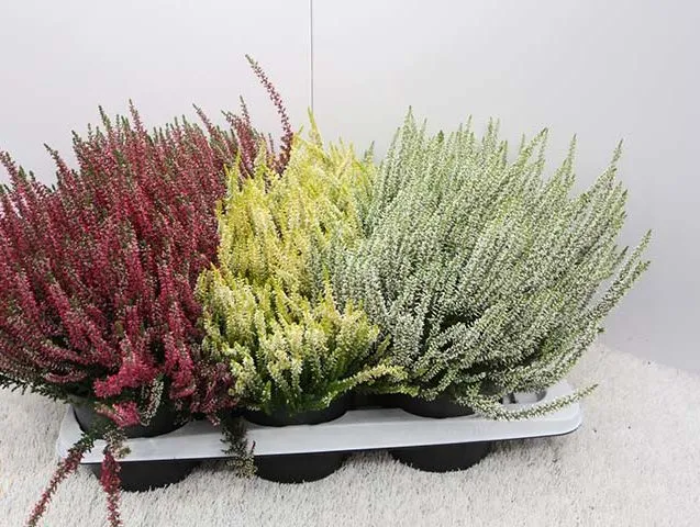 گل علف جارواریکا + کالونا + علف جاروب + خلنگ Calluna vulgaris مجموعه تولیدی سیدوس ,تتولید کننده گلدان های پلاستیکی سیدوس