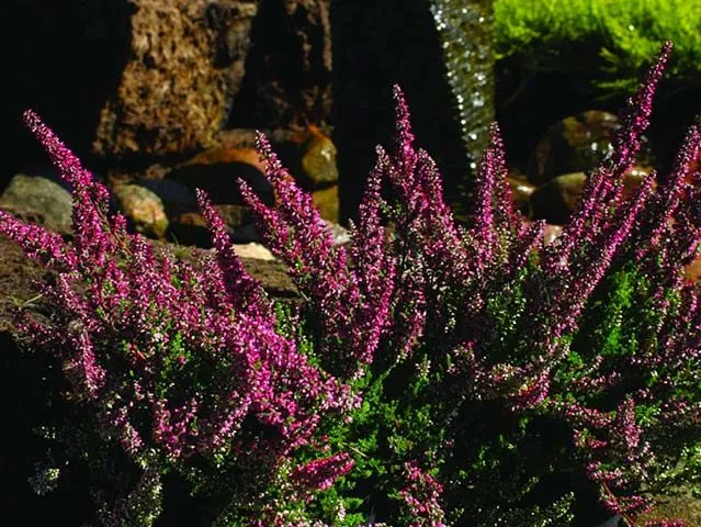 گل علف جارواریکا + کالونا + علف جاروب + خلنگ Calluna vulgaris مجموعه تولیدی سیدوس ,تتولید کننده گلدان های پلاستیکی سیدوس