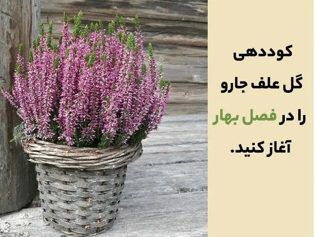 گل علف جارواریکا + کالونا + علف جاروب + خلنگ Calluna vulgaris مجموعه تولیدی سیدوس ,تتولید کننده گلدان های پلاستیکی سیدوس