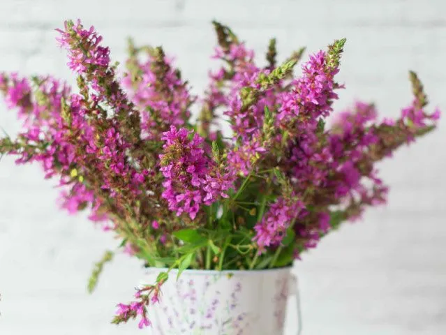 گل علف جارواریکا + کالونا + علف جاروب + خلنگ Calluna vulgaris مجموعه تولیدی سیدوس ,تتولید کننده گلدان های پلاستیکی سیدوس