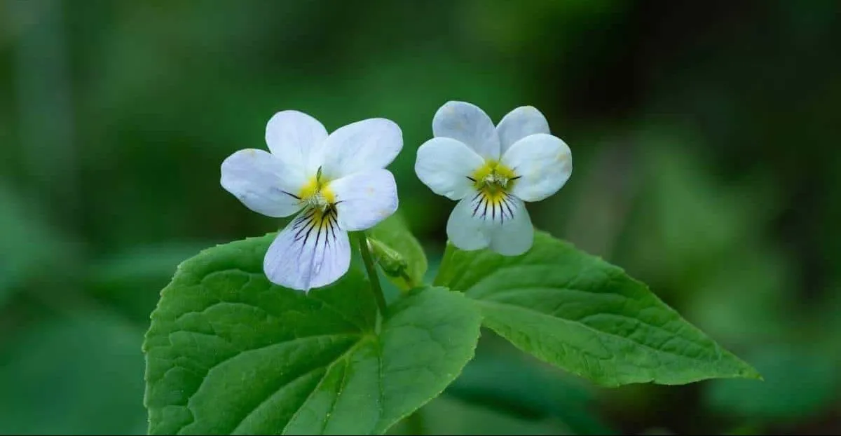 گل بنفشه کانادایی (Canada Violet)نام علمی: (Violet Canadensis)