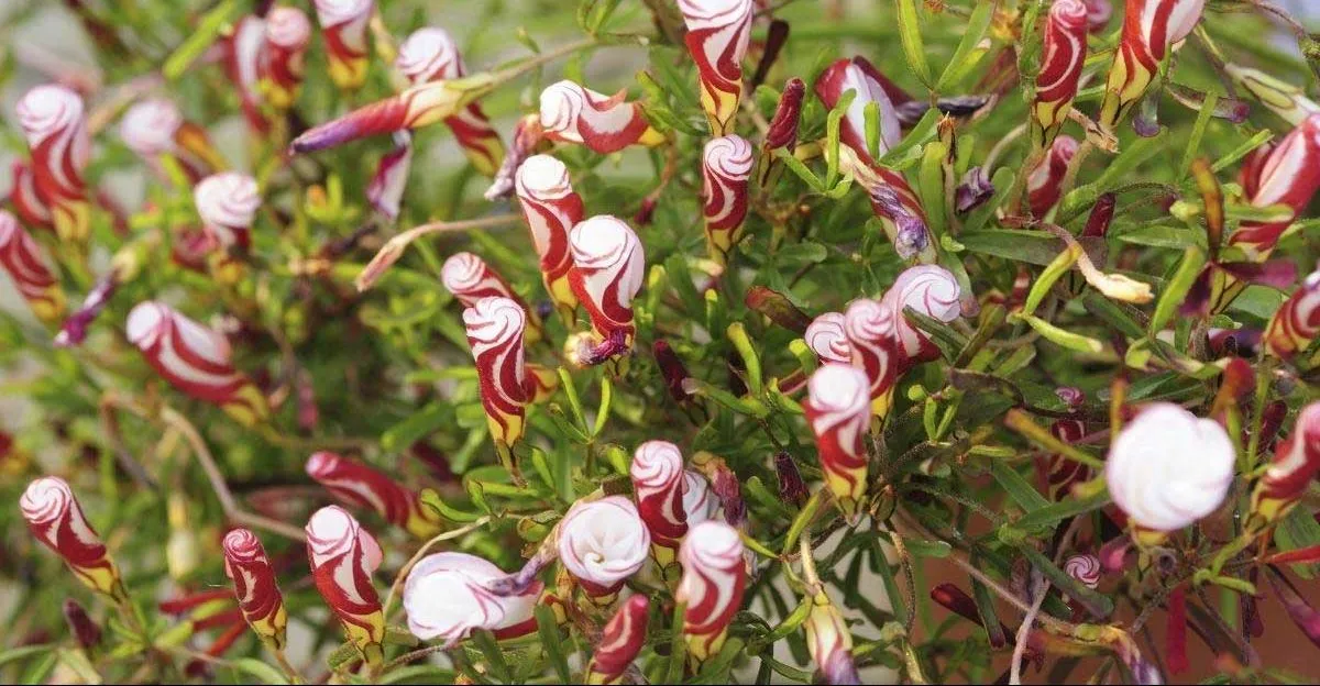 گل آبنباتی/ گل آبنبات کوهی/ گیاه اگزالیس (Candy Cane Sorrel)نام علمی: (Oxalis Versicolor)