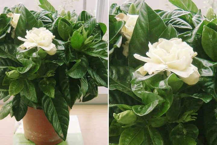 گیاه مناسب دستشویی تاریک و حمامA plant suitable for dark toilets and bathrooms مجموعه تولیدی سیدوس ,تولید کننده گلدان پلاستیکی سیدوس ,بیش از 120نوع, اعم از گلدان استوانه ای پلاستیکی سیدوس,گلدان الماسی پلاستیکی سیدوس,گلدان مربعی پلاستیکی,گلدان مثلثی پلاستیکی,گلدان گرد پلاستیکی ,باکس مستطیلی,در اندازه های کاکتوسی تا درختچه ای
