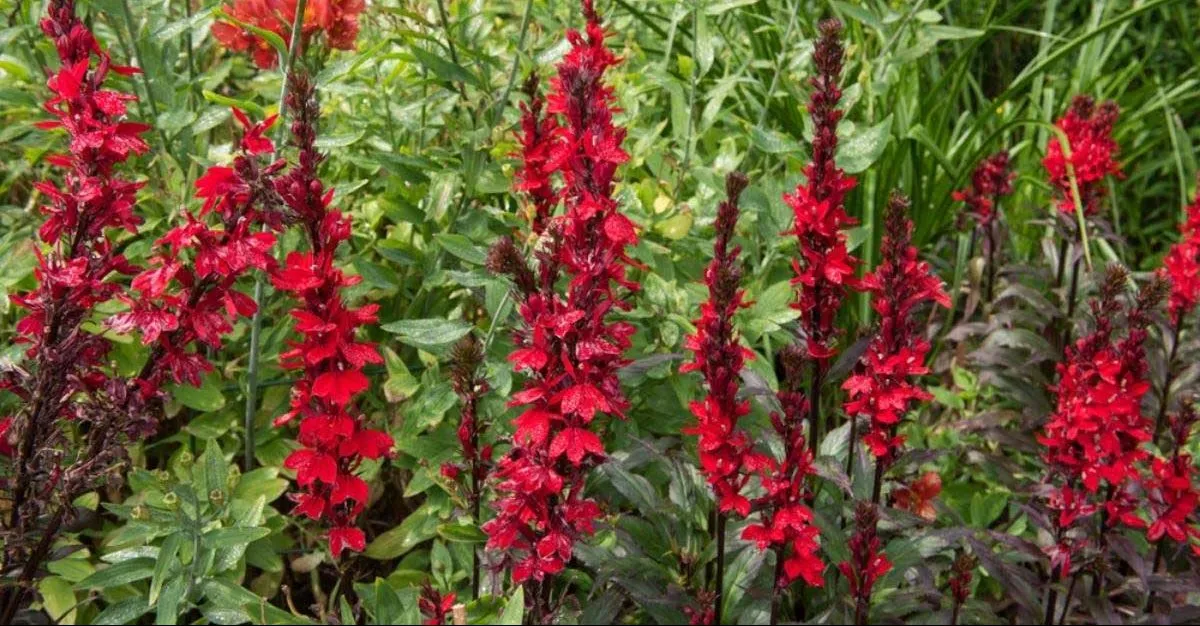 گل کاردینال (Cardinal flower)نام علمی: (Lobelia cardinalis)