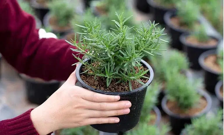 گیاه رزماری یا رومارَن یا اِکلیل کوهی و رز مریم Salvia rosmarinus تا سال ۲۰۱۷، با نام علمی Rosmarinus officinalis گلدان پلاستیکی Plastic pot, plastic vase مجموعه تولیدی سیدوس ,تولید کننده گلدان پلاستیکی سیدوس ,بیش از 120نوع, اعم از گلدان استوانه ای پلاستیکی سیدوس,گلدان الماسی پلاستیکی سیدوس,گلدان مربعی پلاستیکی,گلدان مثلثی پلاستیکی,گلدان گرد پلاستیکی ,باکس مستطیلی,در اندازه های کاکتوسی تا درختچه ای