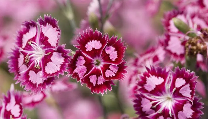 گل قرنفل carnation flower Caryophylaceae