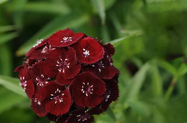 گل قرنفل carnation flower Caryophylaceae