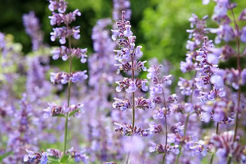 گل نعناع گربه‌ای (Catmint)نام علمی: (Nepeta nervosa)