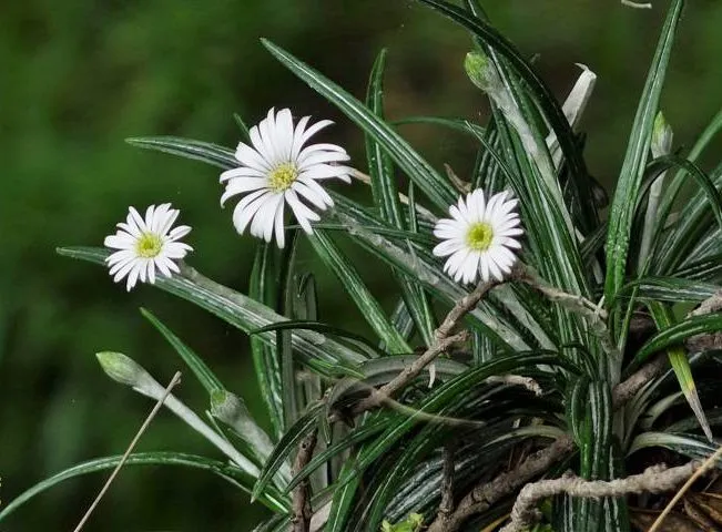 گل سلمیزیا، گل مرواریدی Celmisia walkeriنام خانواده Compositae مجموعه تولیدی سیدوس تولید کننده گلدان پلاستیکی سیدوس