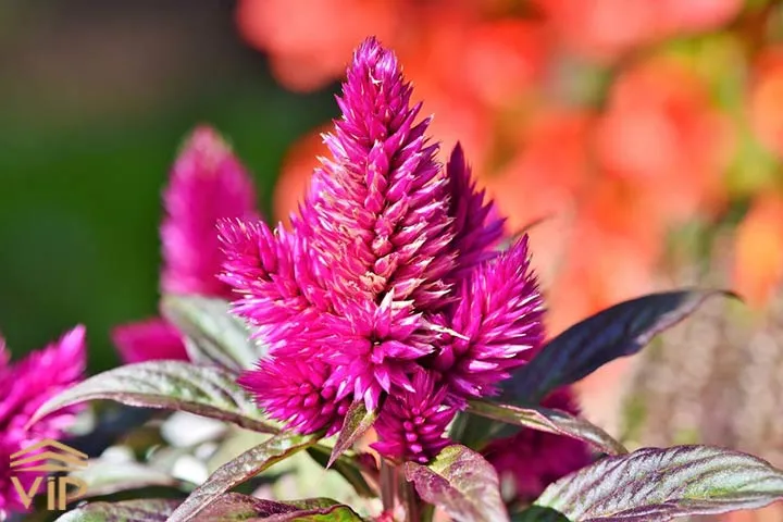 Celosia argentea Olympia Seriesتاج خروس در گلدان پلاستیکی سیدوس