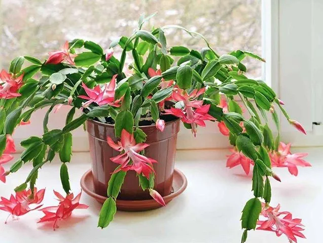 کاکتوس وگل های ظریفشCactus and its delicate flowers
مجموعه تولیدی سیدوس تولید کننده گلدان پلاستیکی سیدوس