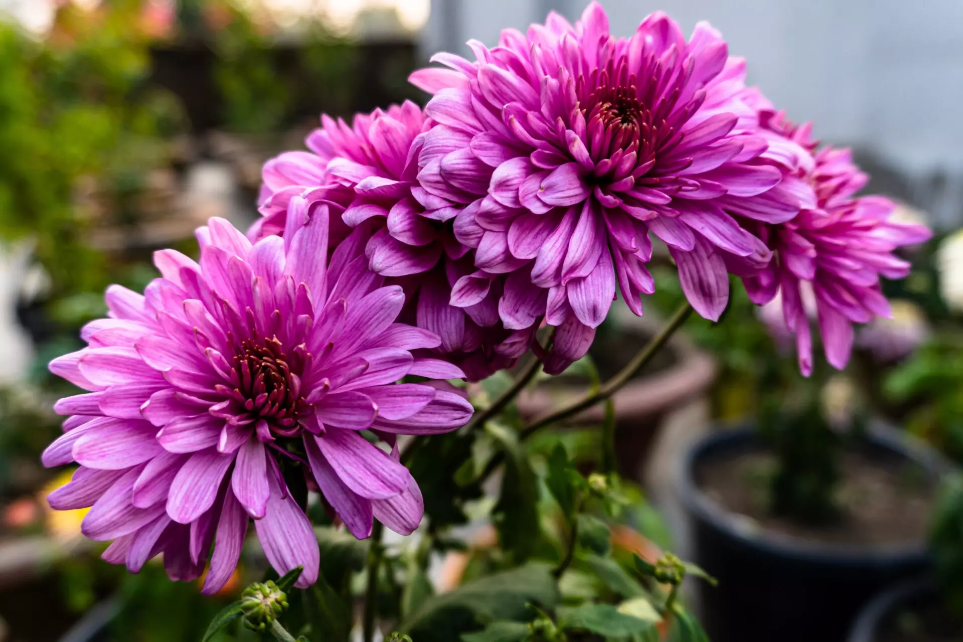 گل وگیاه ثروت سازWealth-making
 flowers and plants (6 types)
مجموعه تولیدی سیدوس,تولید کننده گلدان پلاستیکی سیدوس